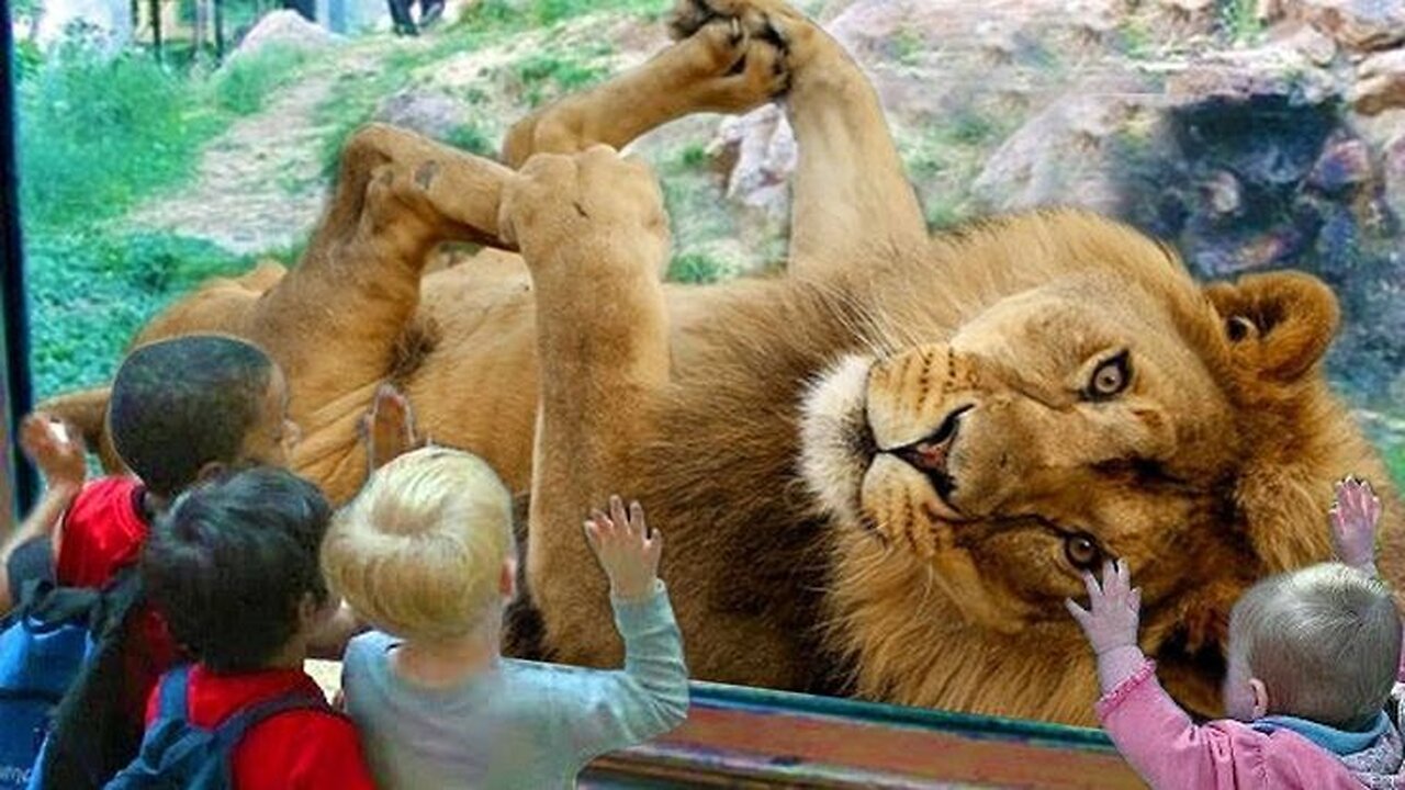 Funny Babies at the ZOO Compilation