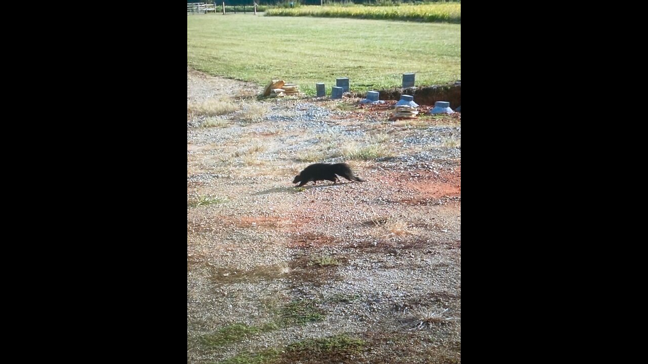Flushing Out A Skunk! Crows & Groundhogs... Tis A Busy Place.
