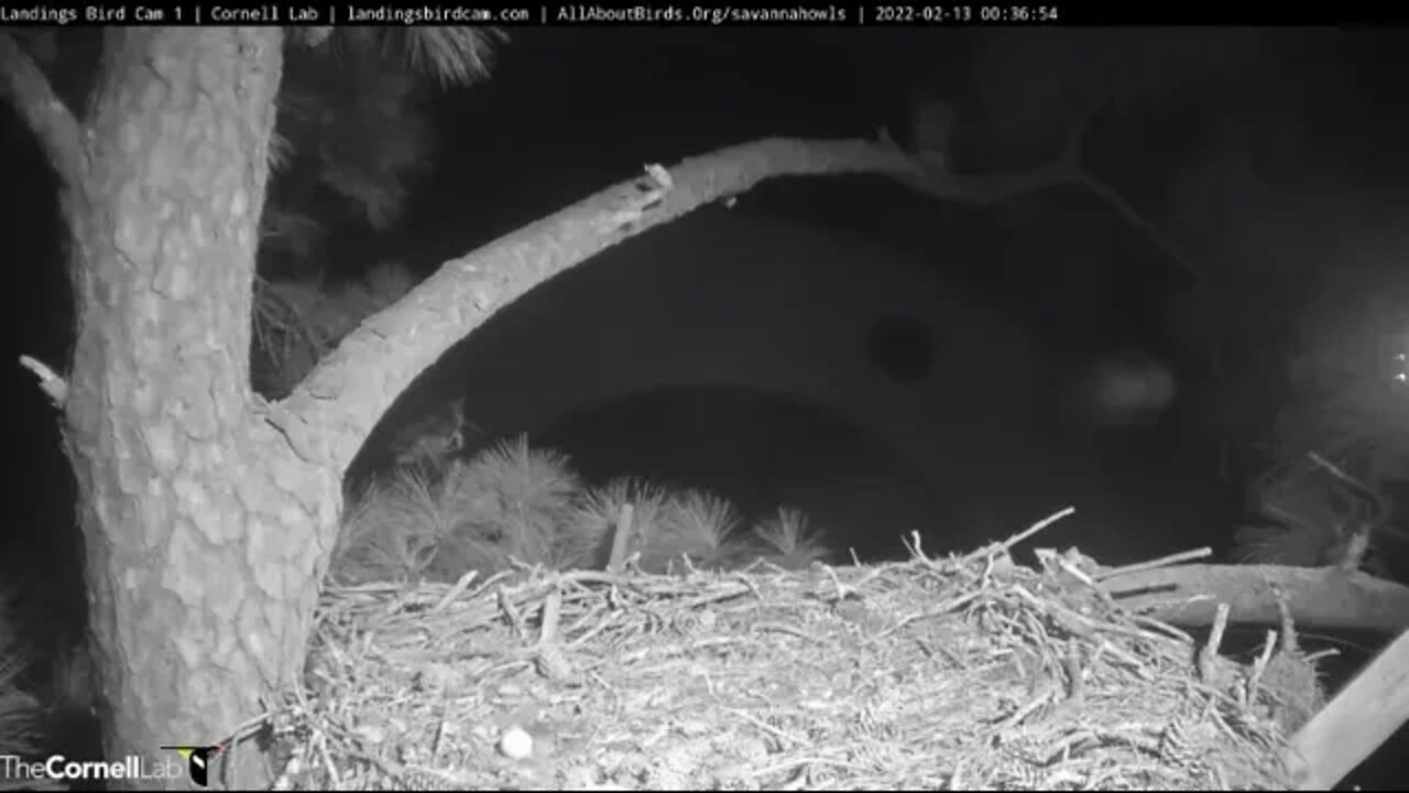 Mom Takes A Fairway Branch Break 🦉 2/13/22 00:35