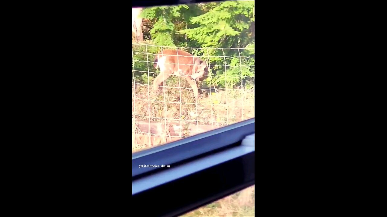 Deer in the backyard