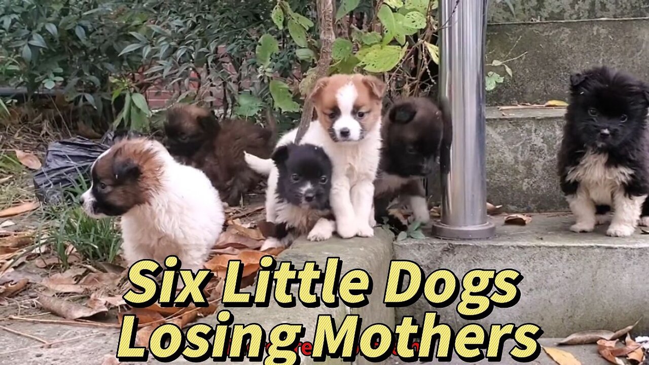 Six Little Dogs Losing Mothers