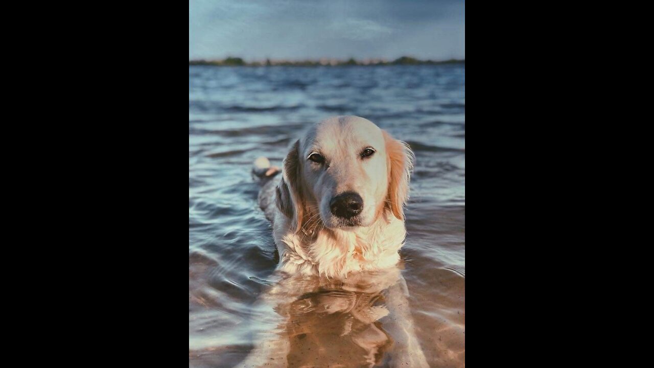 happy dog to see can of water