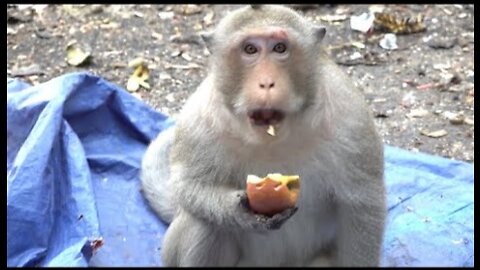 Monkeys Being Familiar With Living Beside Human Society 13 - Viral Monkey