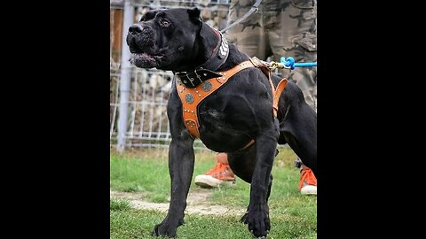Top 10 most dangerous dogs in the world