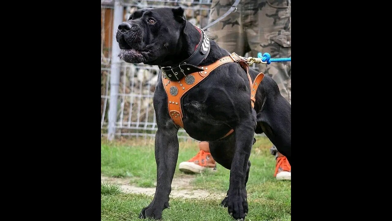 Top 10 most dangerous dogs in the world
