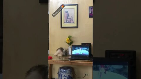 My Shih Tzu wants my attention while watching movie