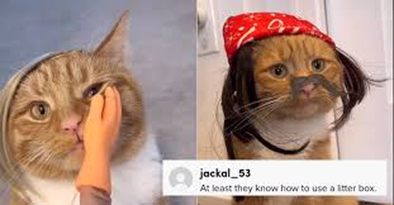 the latest compilation of cute cats 2023