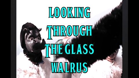 Looking Through the Glass Walrus