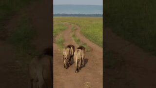 Maasai Mara Sightings Today 10/03/22 (Lions, Cheetah, etc) | Zebra Plains | #shorts