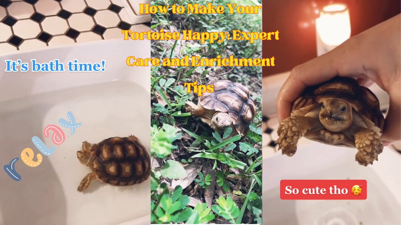 How to Make Your Tortoise Happy: Expert Care and Enrichment Tips