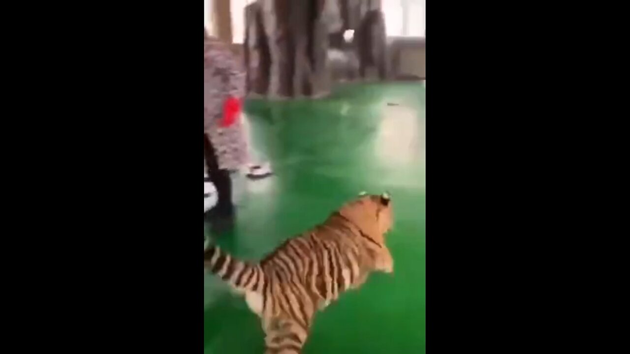 Tiger running for his life