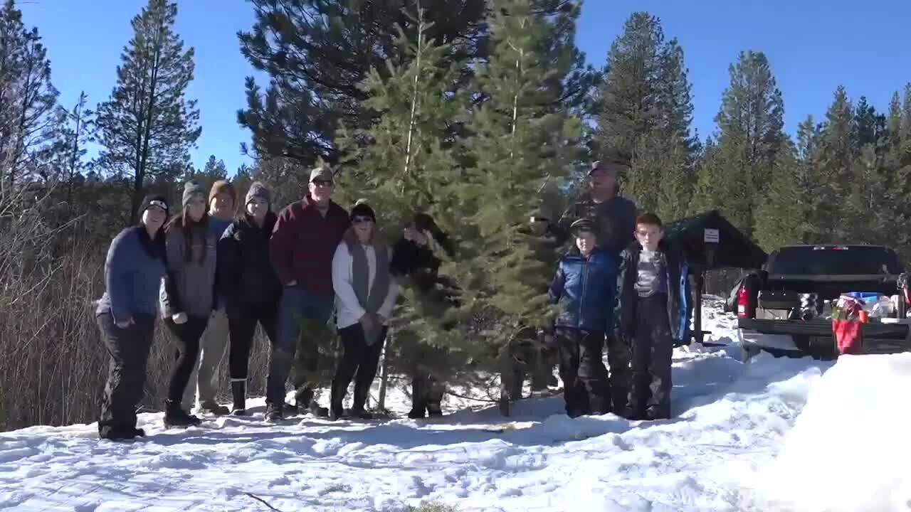 Guidelines for harvesting a Christmas Tree in the Boise National Forest