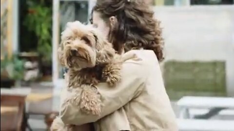 DOGS FREE STOCK VIDEOS WITH DOGS pets