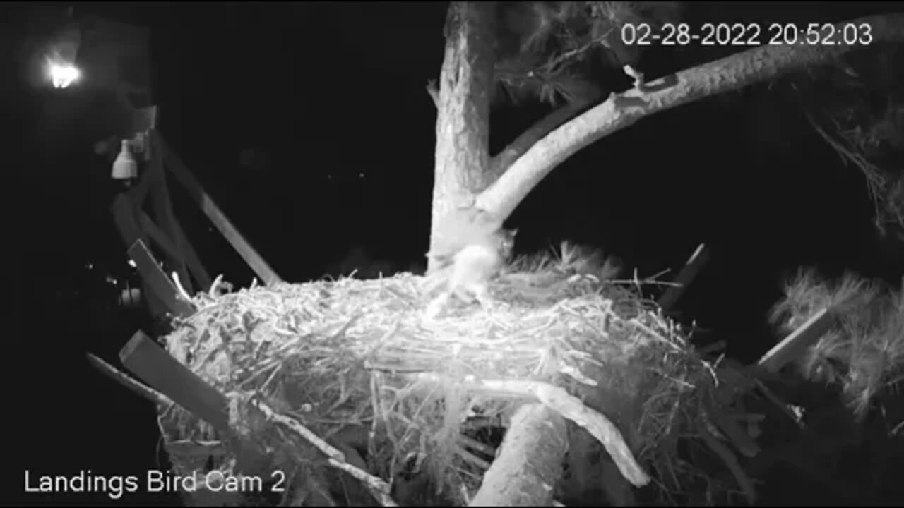 A Quick Break For Mom-Cam Two View 🦉 2/28/22 20:51