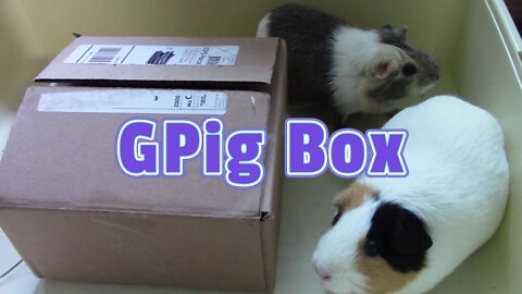 Gpig Box Unboxing July 2022 😍