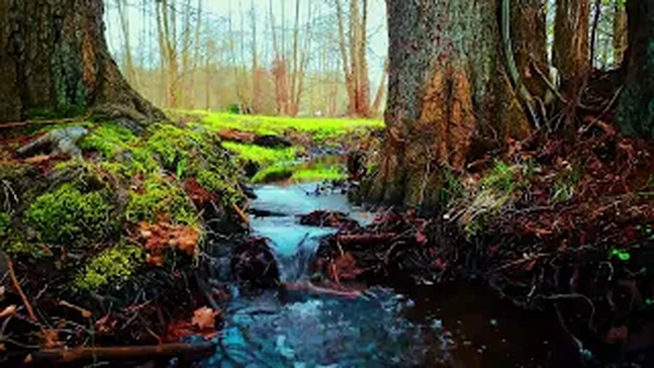 Forest Stream: Relaxing Water Sounds for Anxiety Relief and Deep Sleep