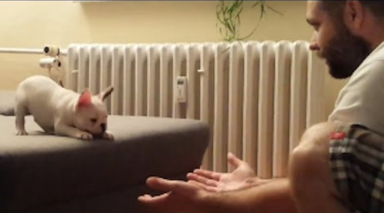 Adorable French Bulldog Trusts Owner And Jumps Into His Arm