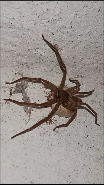 Spider Life Cycle | Barn spider life cycle | Spider life cycle for kids