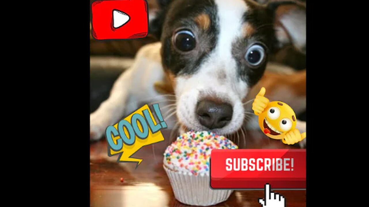 Best Of The 2022 Funny Animal Videos - Best Dogs And Cats Videos