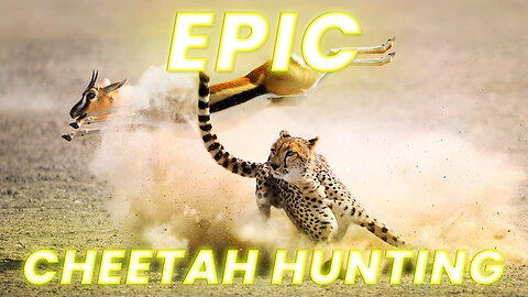 Cheetah Hunting | Animals