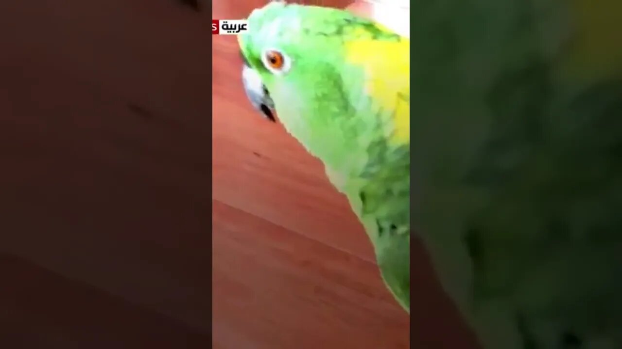 Talking Parrots