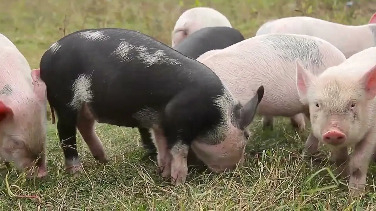 Funny cute little piglets at an animal farm