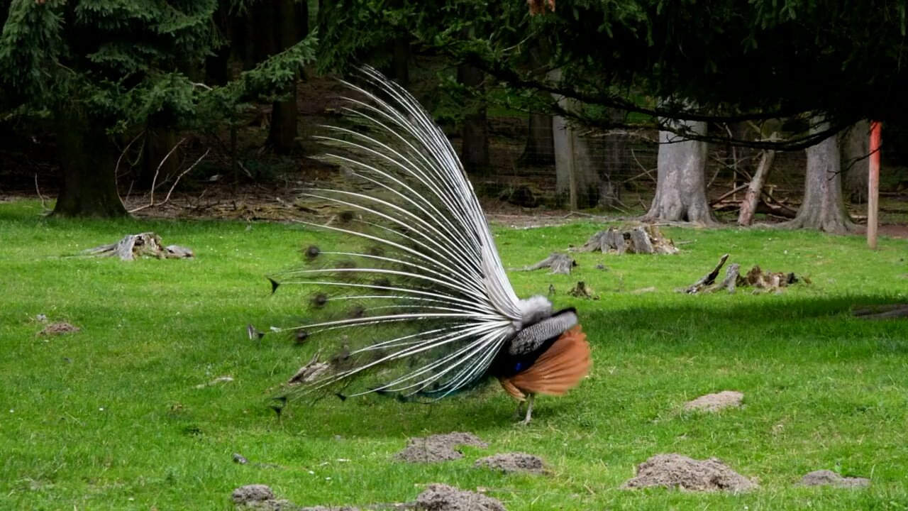 Male Peacock Beauty with Nature