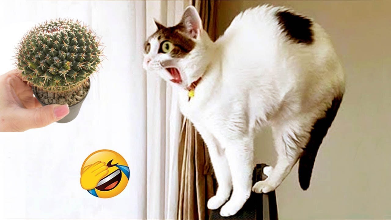 New Funny Videos 2024 😍 Cutest Cats and Dogs 🐱🐶 Part 01