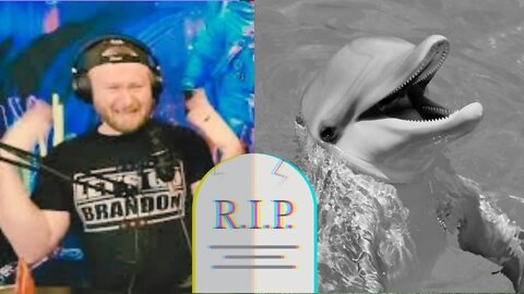 Dolphin Harrased by Beachgoers