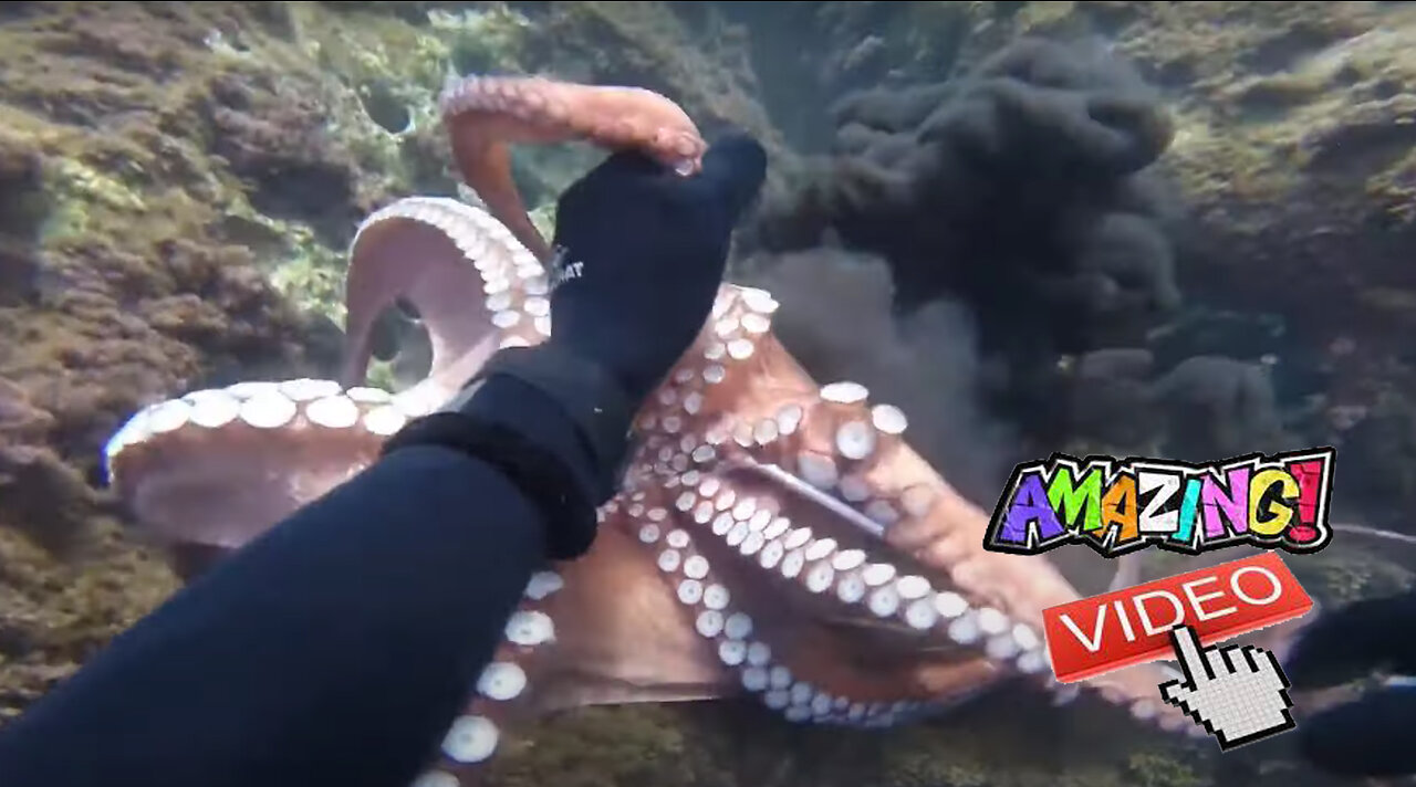 The Incredible Story of the Man Who Hunted Octopuses