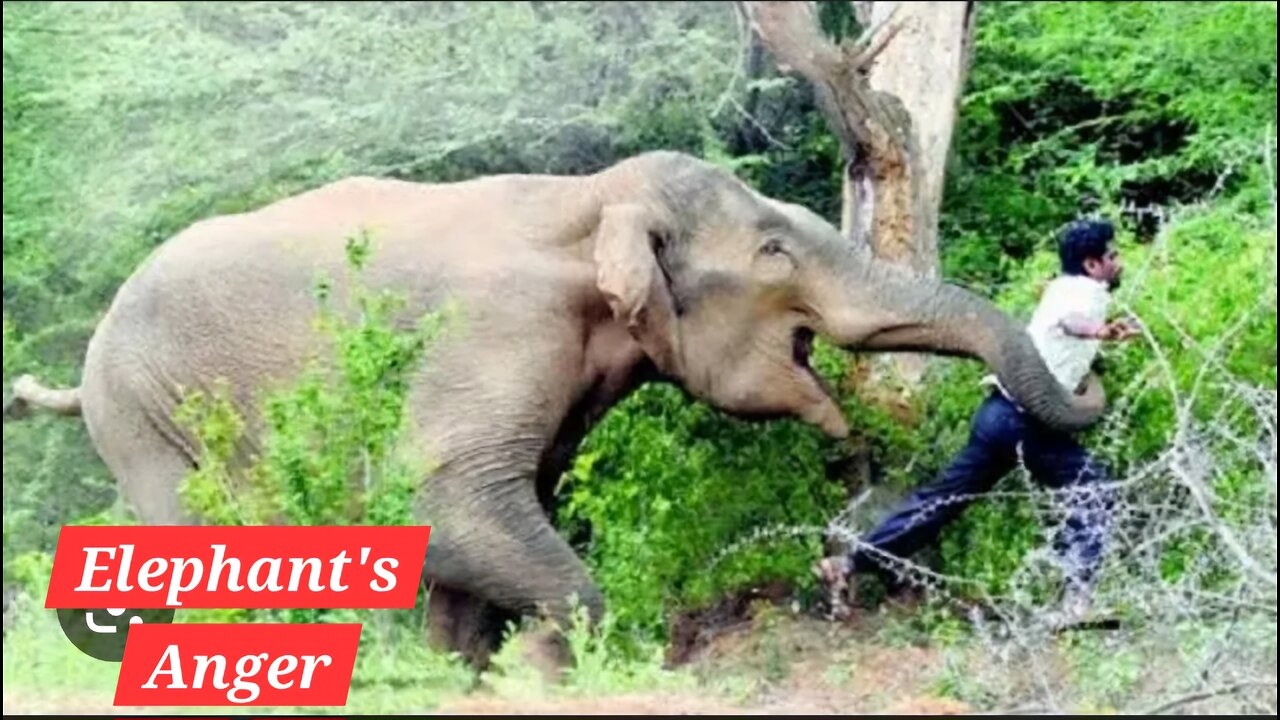 "Tragic Moment: Elephant kill the Master"