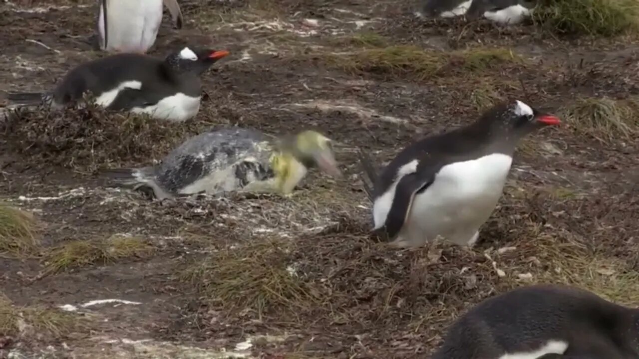 Lvl 99 Jerk