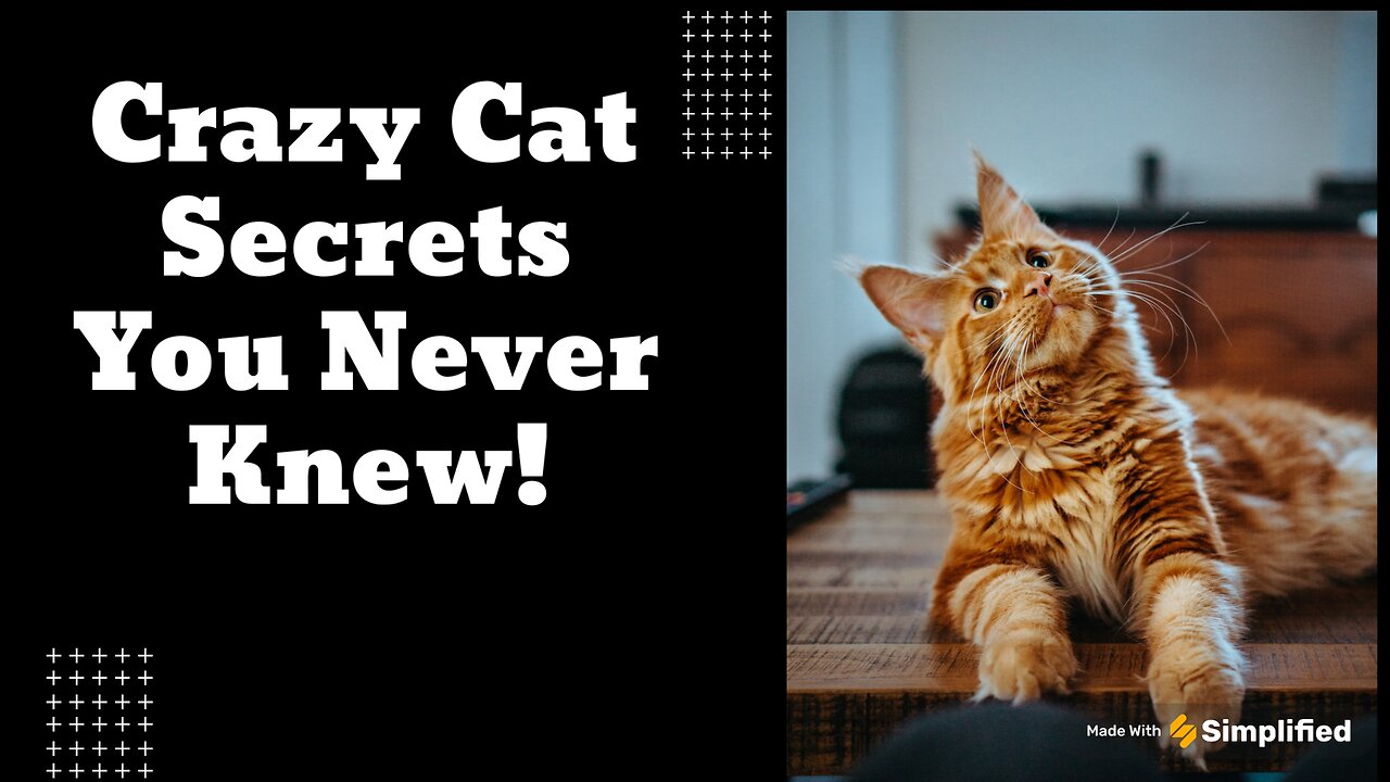 8 Amazing Cat Facts You Won’t Believe!