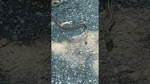 Snake on my step
