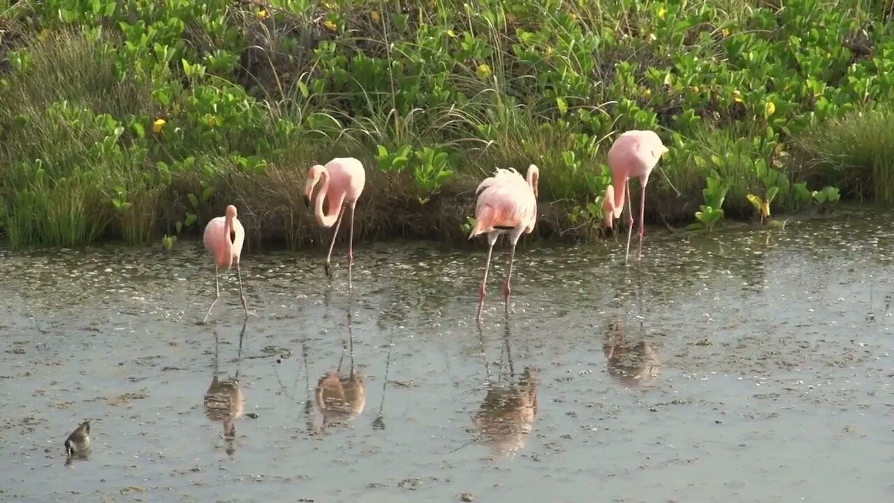 Flamingos in the morning chasing each other at Isabela, Galapagos Islands, Ecuador0