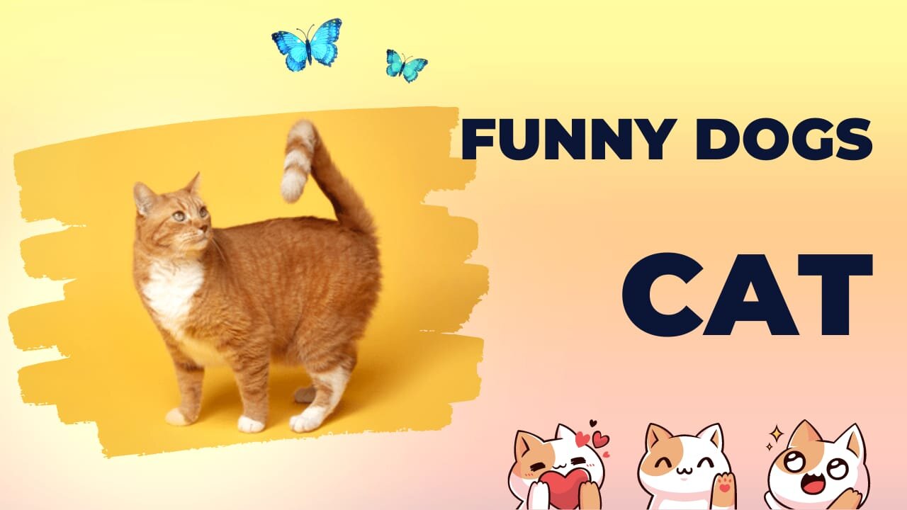 Cats and dogs | Kutta vs Billi |. Fighting