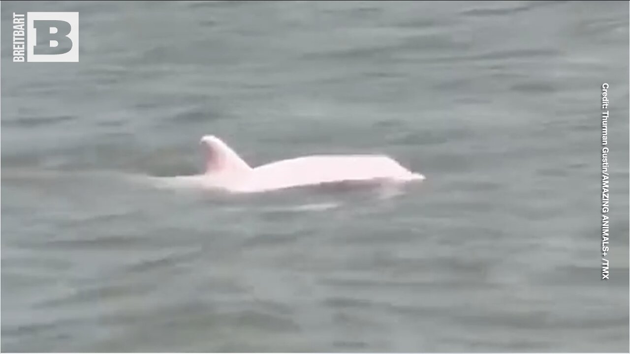 NATURE IS AMAZING! Rare Pink Dolphin Spotted in Louisiana