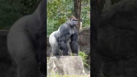 gorila batendo no peito 😲😲