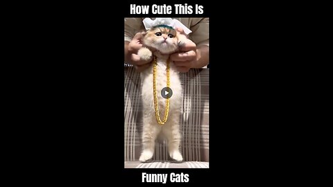 Cute Cats Funny Video #cats #funnycats