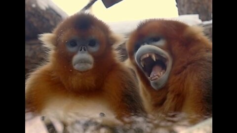 The strangest factions of monkeys😮