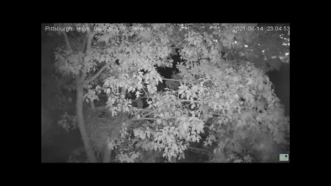 Hays Juvenile makes an oopsie off the limb! 2021 06 15 23:04