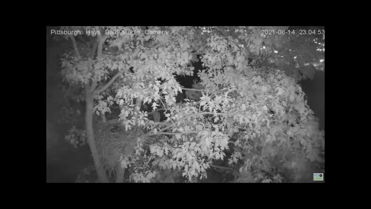 Hays Juvenile makes an oopsie off the limb! 2021 06 15 23:04