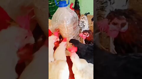 معلفة مجانية