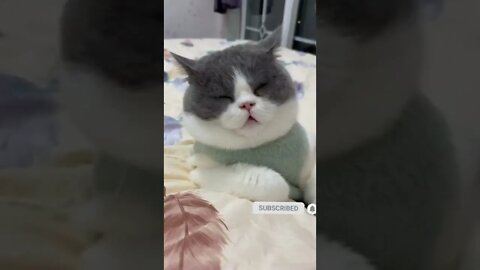 cute cat videos 😹 funny videos 😂😴🤣