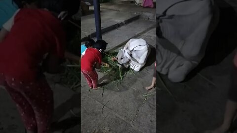 Little beautiful cow eating grass and love by children,#Shorts,#Cowbaby,#Cow,#Eatinggrass,#Animal