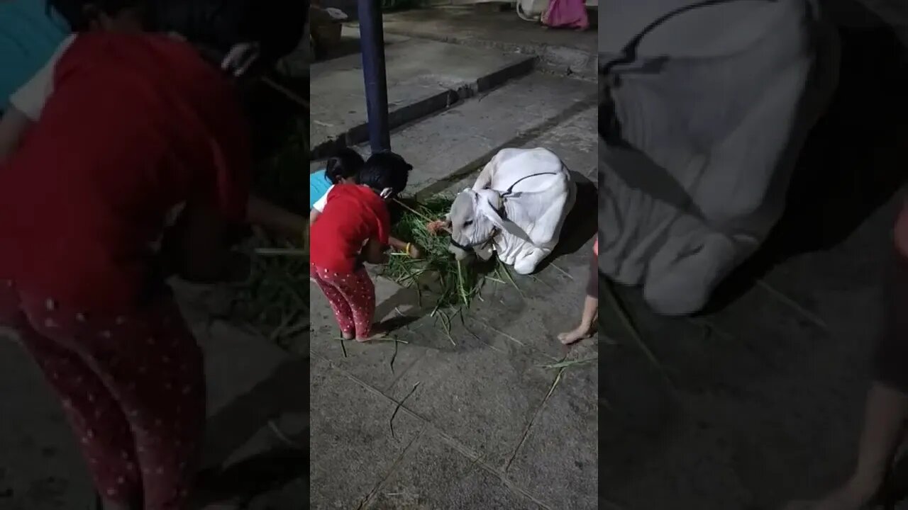 Little beautiful cow eating grass and love by children,#Shorts,#Cowbaby,#Cow,#Eatinggrass,#Animal