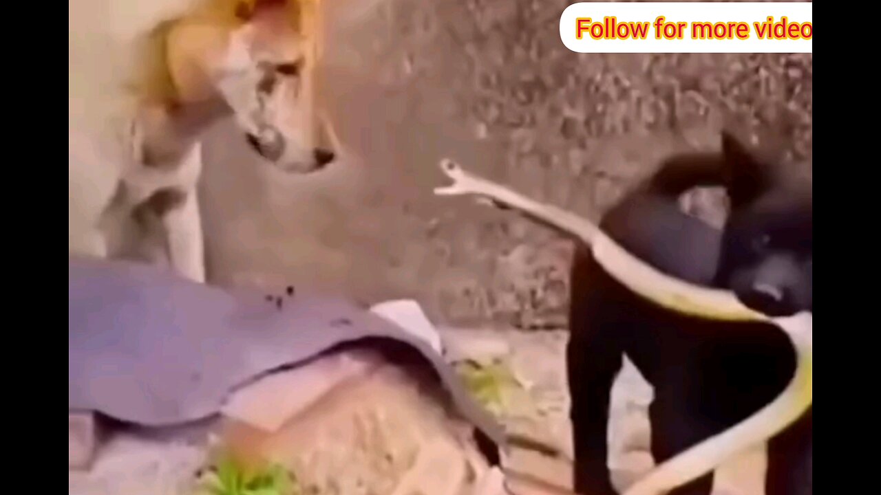 O m g dangerous Dog ans snake 😂🤣 trending video