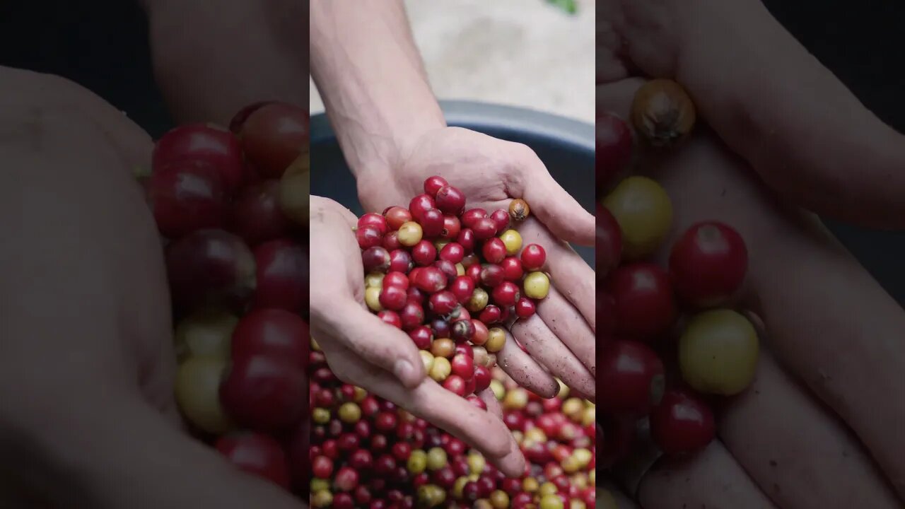 Food Video #shorts #youtube #youtubeshorts