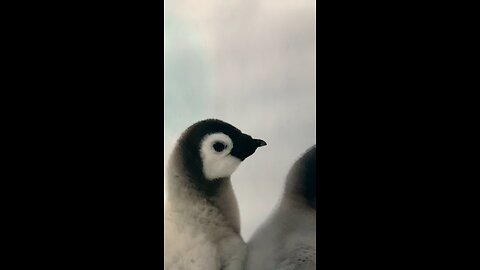 Penguins