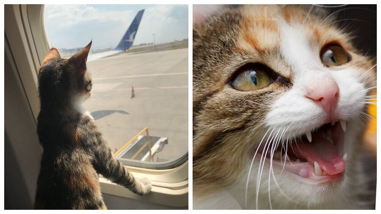 A cat that plays the role of a rescue plane and a flight to the top